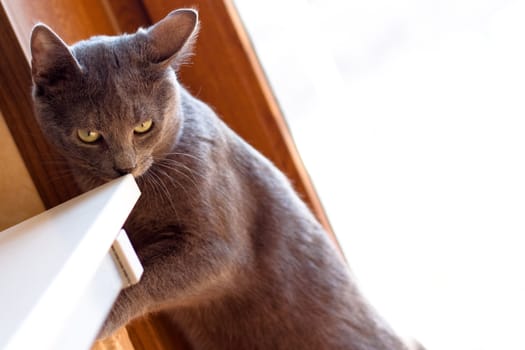 grey cat standing near white table
