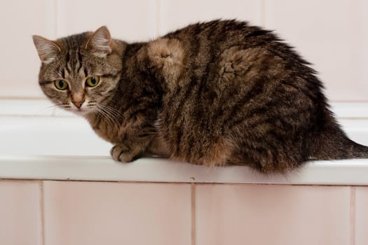 tabby grey cat sitting on bath
