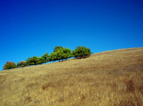 Californian summertime landscape.