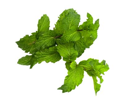 mint on a white background 