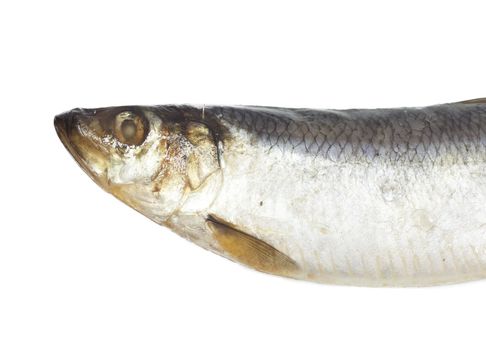 head salty herring on white background