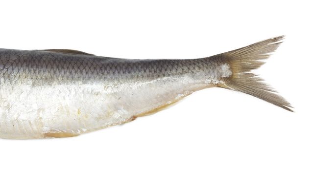 tail salty herring on white background