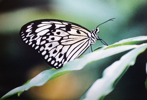 An Idea Leuconoe Butterfly resting on a plant.