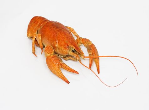 A large cooked red lobster over white