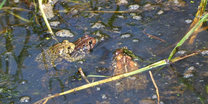 American Toads (Bufo americanus) mating on a warm summer day in the Midwest United States.