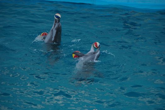 Dolphins with balls