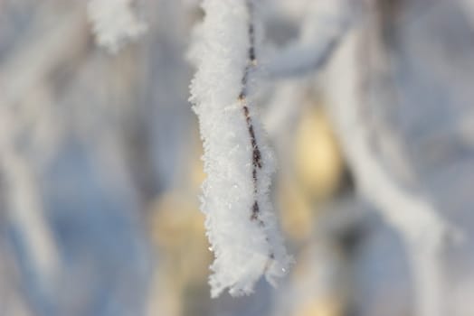 rime on branch tree in winter forest