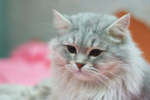 photo of the British cat looking in distance