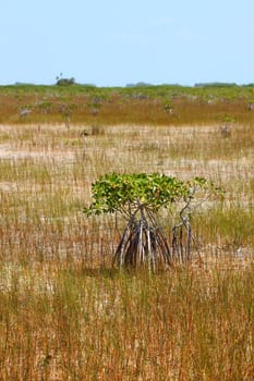 Mangroves in a parched landscape of Everglades National Park in the dry season.