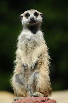 A meerkat staring at you with watchful eyes