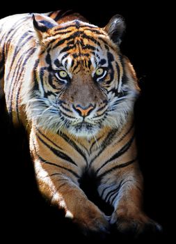 Tiger waiting in the dark; the alert eyes focussed on its prey