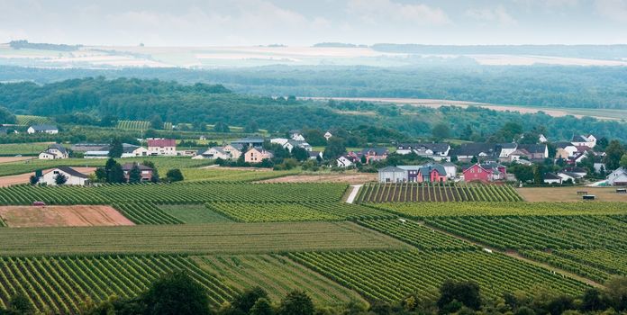 View over vineyards, small village and forest in summer