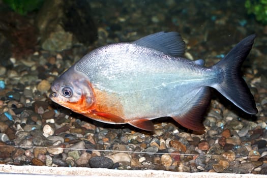 Piranha fish in water With Clipping Path 