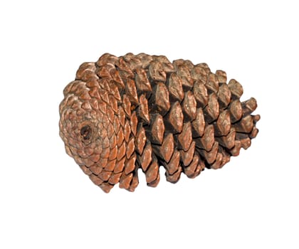 Cedar cone isolated on white background 