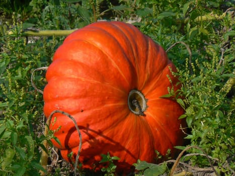 pumpkin orange and flowers green