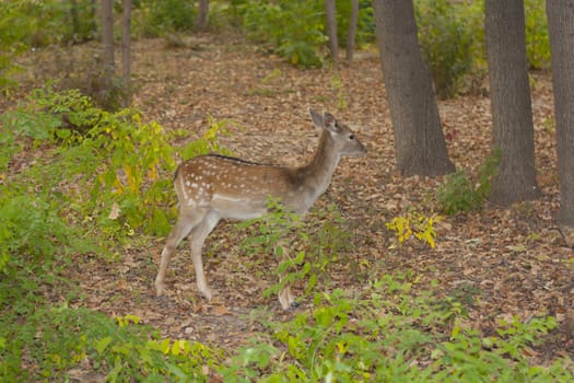 child of the red deer in wood . Bandhavgarh. India. 