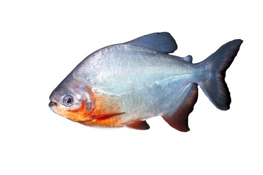 Piranha fish