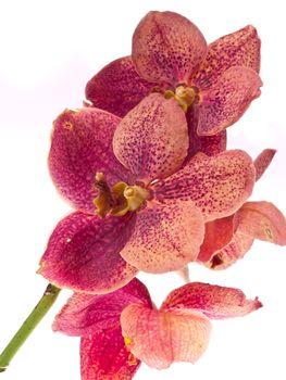 orchid isolated on white background