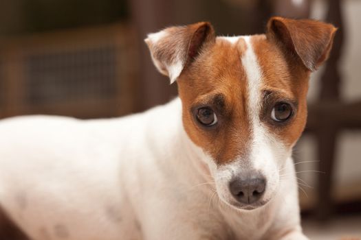 Jack Russell Terrier Puppy Portrait with Narrow Depth of Field.