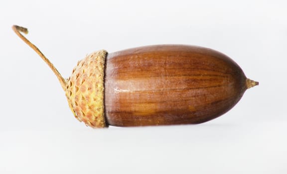 Simple macro image of an acorn isolated on white. 