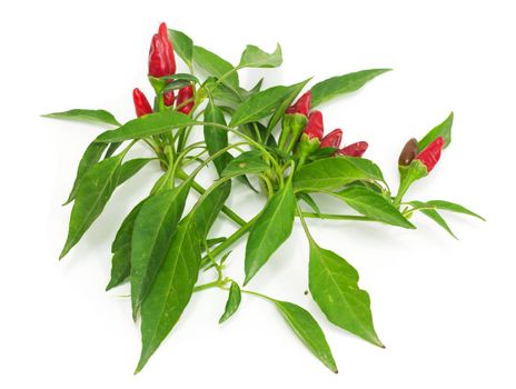 Little red hot Hawaiian Chile Peppers 