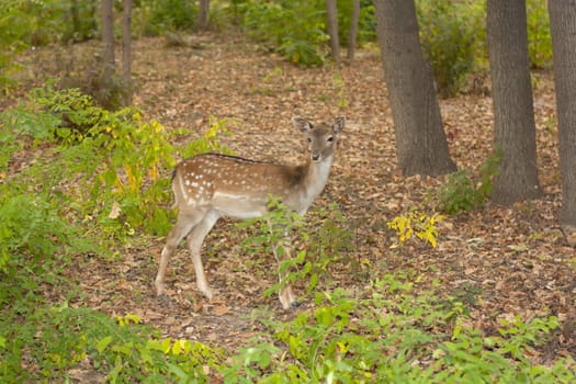 child of the red deer in wood . Bandhavgarh. India. 