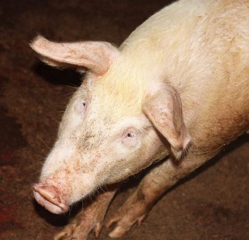 Curious pig