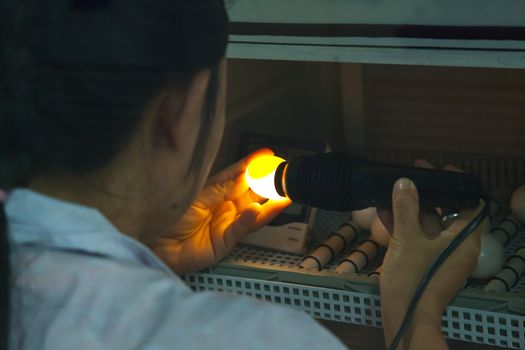 Female shooting Egg by egg testing lamp
