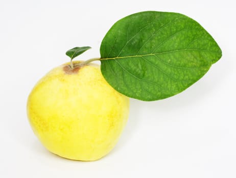 object on white - food quince close up 