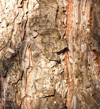 Tree bark texture 