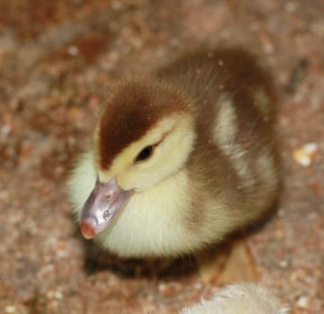 Duckling 