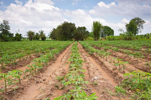 Cassava farm