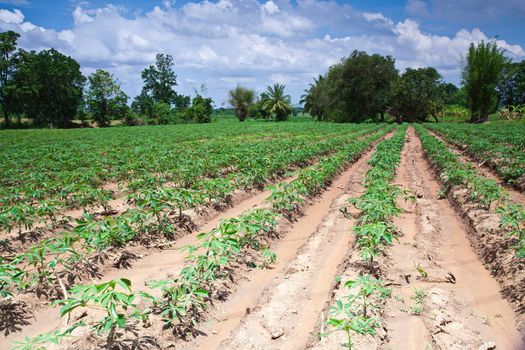 Cassava farm