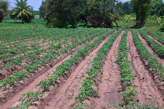 Cassava farm