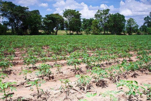 Cassava farm