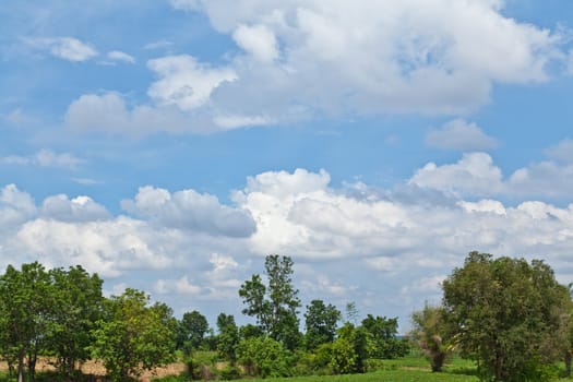 Beautiful landscape Sky and Trees