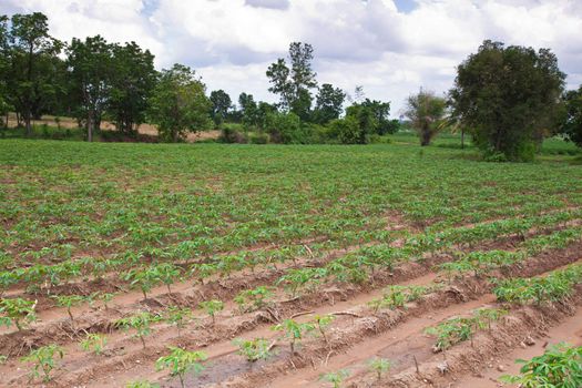 Cassava farm