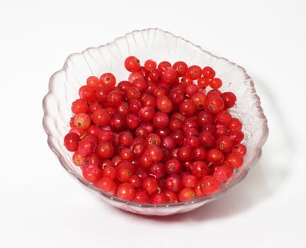 Red currant 