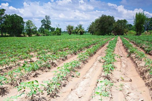 Cassava farm