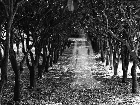 Ghostly figure of a woman in an orchard in Buskett in Malta