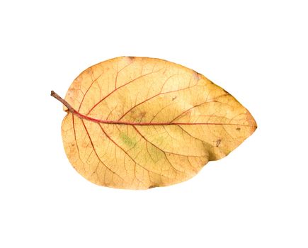 Yellow autumn leaves on a white background 