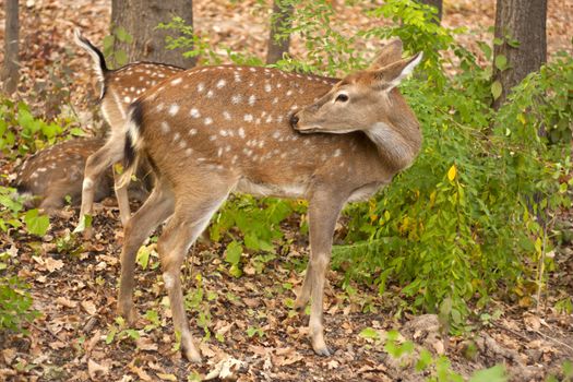 child of the red deer in wood . Bandhavgarh. India. 