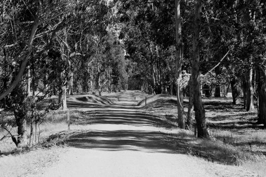 Infinite road in a park on a sunny day.