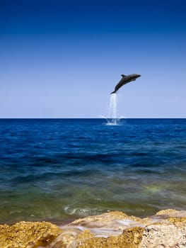 Dolphin jumping out of beautiful crystal clear ocean water