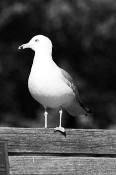 Seagull standing on a bench in a park.