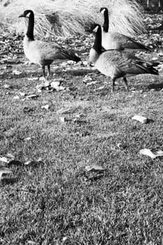 Three canadian geese resting in a park.