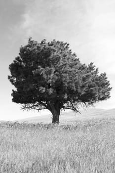 Lone tree in a forest over blue sky.