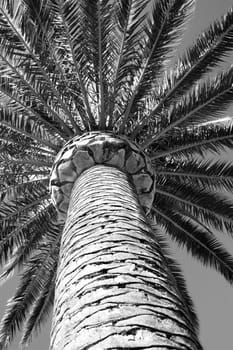 Tall tropical palm tree over blue sky.