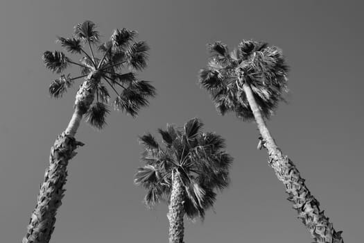 Tall tropical palm trees over blue sky.