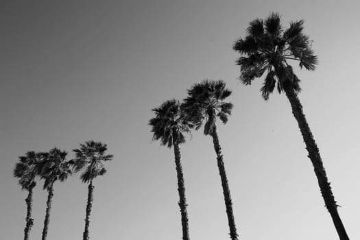 Tall tropical palm trees over blue sky.